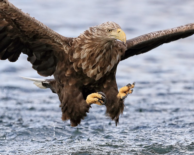 Sea Eagle, talons extended forward, close-up - Flatanger, Norway - White-tailed Sea-Eagle