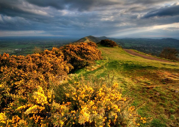 Winter Yellow - The Malvern Hills