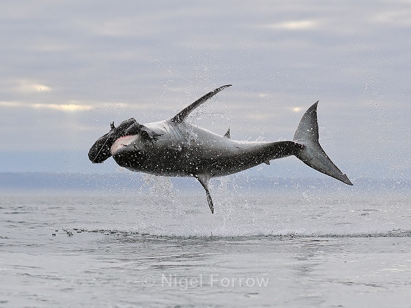 Great White Shark breach (frame 10), Mossel Bay, South Africa - Breaching Great White Shark
