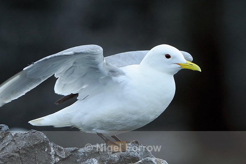 Kittiwake with wings raised, Farne Islands - Kittiwake