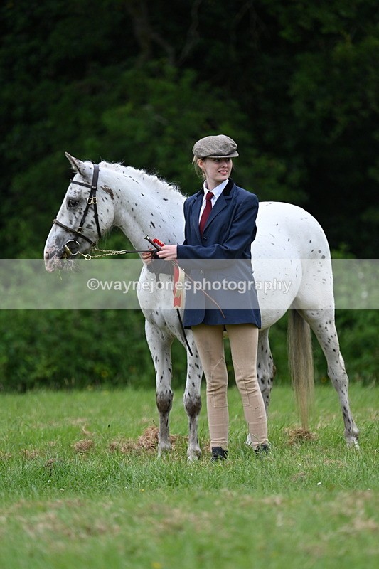 WJ7_4558 - Class 14B Prettiest Mare