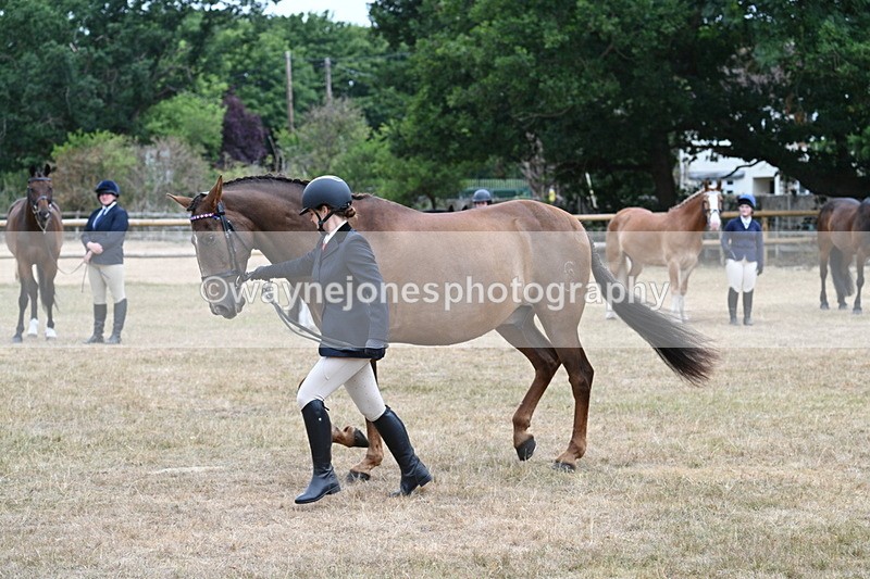 WJ7_0080 - Class 5a Most Handsome Gelding (above 14.2hh)