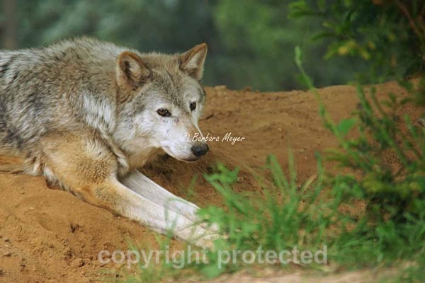 Grey Wolf - Missoula resting (Colchester Zoo) - Smaller Cats & Other Wildlife - Wolves