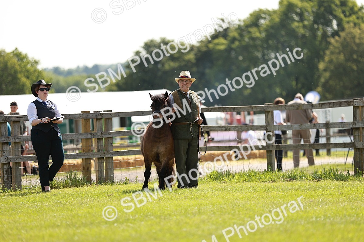 SBM_01810 - Class 14-23 - Mountain & Moorland In Hand Non Welsh
