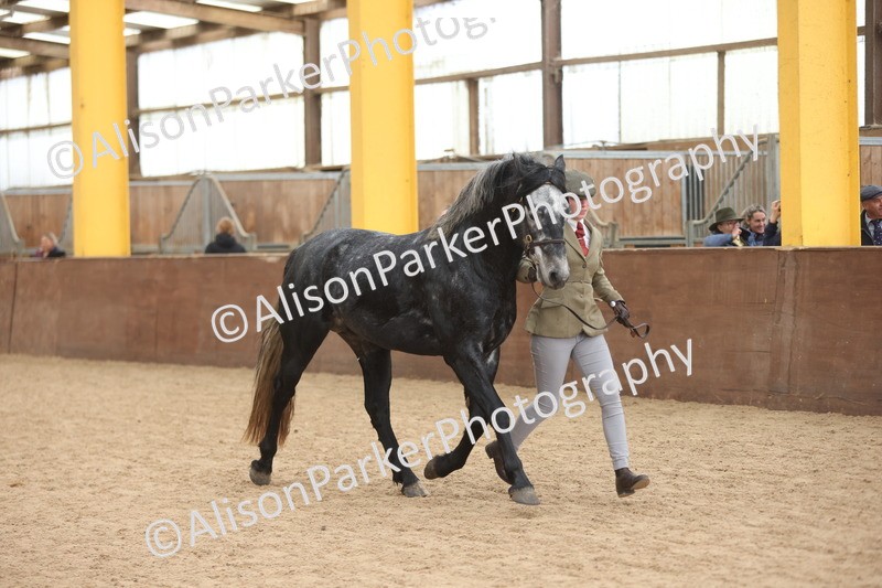 20251109-1014 - Class 27 - Stallions 4 Years and over