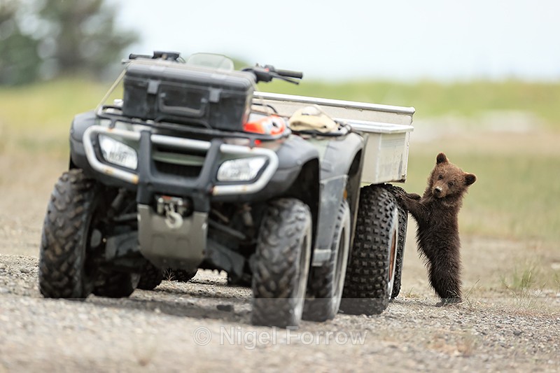 Brown Bear cub standing up paws on ATV tyre, Silver Salmon Creek - Brown Bear