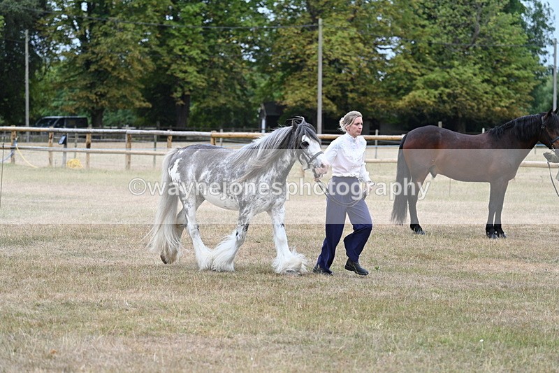 WJ7_9630 - Class 5 Most Handsome Gelding (up to 14.2hh)