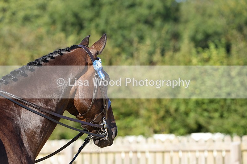 1X9A7614 - Class 7: Novice Ridden Hunter/Hack/Cob/Riding Horse