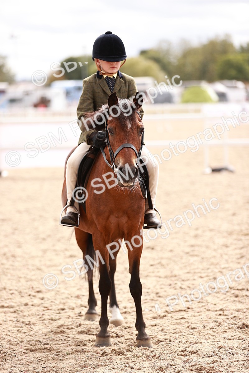 SBM_18271 - Class 416 - Prettiest Mare (IH or Ridden)Jnr