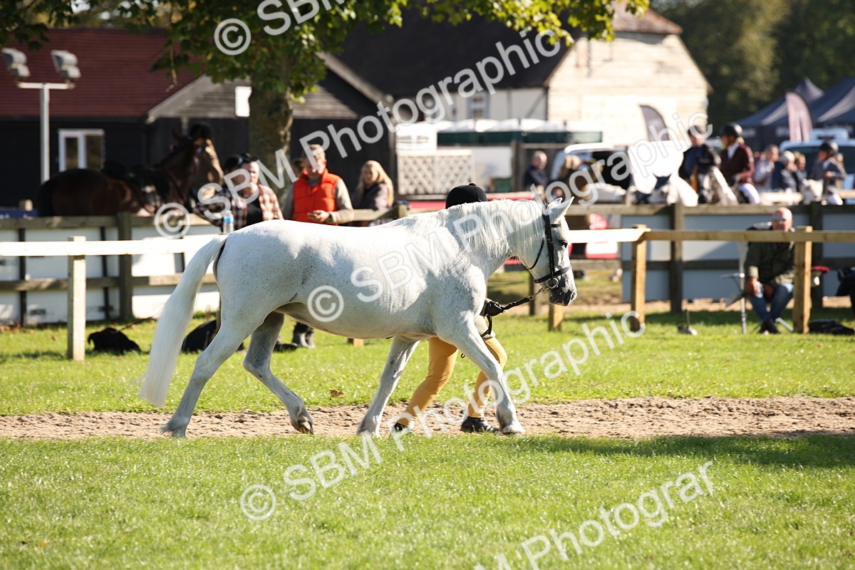 SBM_36571 - S10 - Best In Hand Horse & Pony