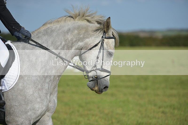 RAY_7379 - Class 2B: Trekenning Open: Dressage
