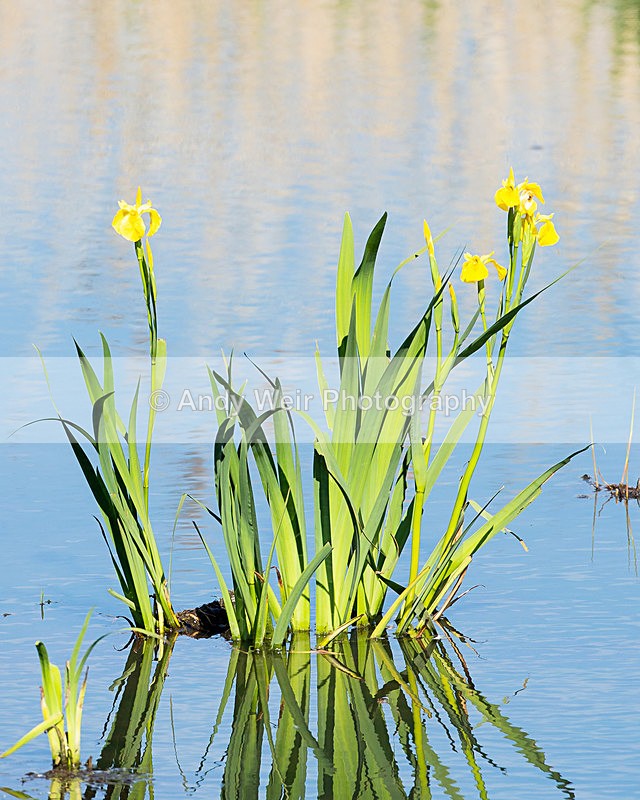 20140517-3K8A1293 - Plants and Flowers