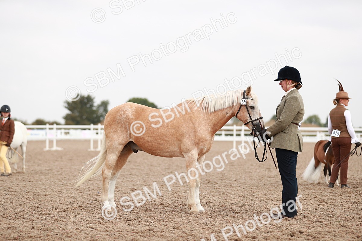 SBM_11835 - Class 206 IH Non Show Type Pony