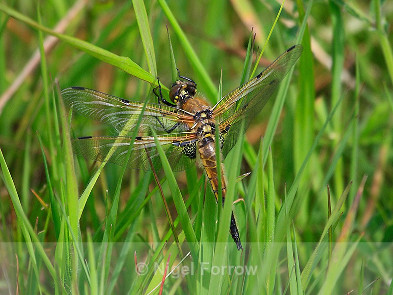 Four-spotted Chaser at Otmoor - INSECTS