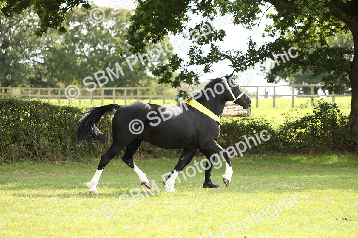 SBM_66305 - In Hand Pony & Youngstock Supreme Championship