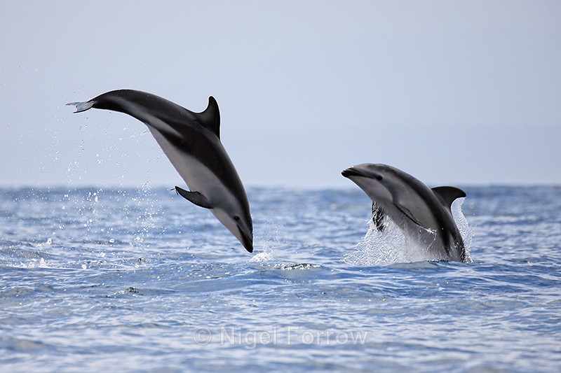 Two Dusky Dolphins breaching, Chile - Dolphin