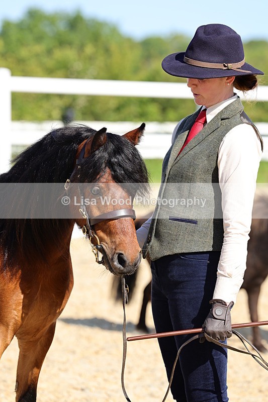 1X9A0703 - Class 3: Youngstock 1, 2, 3 year old not to exceed 153cm