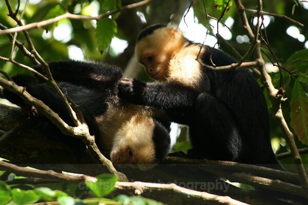  - Mammals