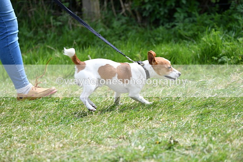 WJ5_0342 - Class 7 Best Terrier