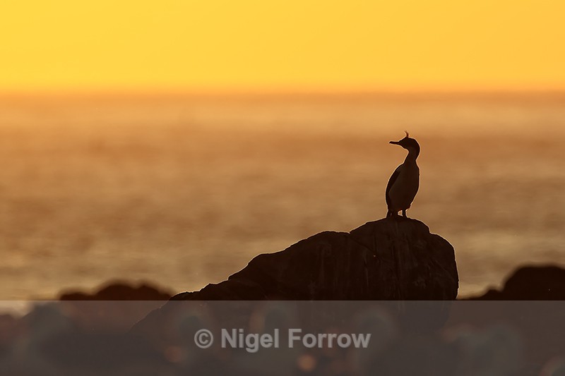 Imperial Shag silhouette, Steeple Jason, Falklands - Imperial Shag