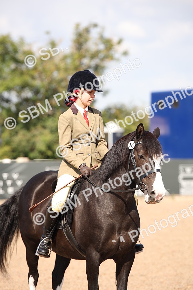 SBM_03037 - Class 17 Prettiest Mare IH or Ridden