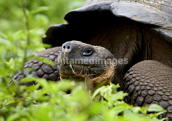 Galápagos giant tortoise 2 - Galapágos
