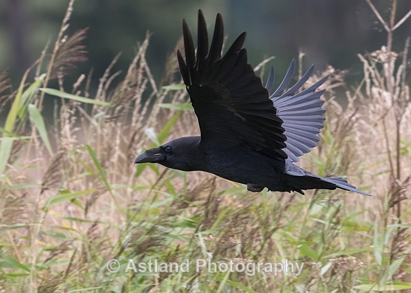 Astland Photography, Bird and Wildlife Images, Susan and Peter Wilson, U.K.
