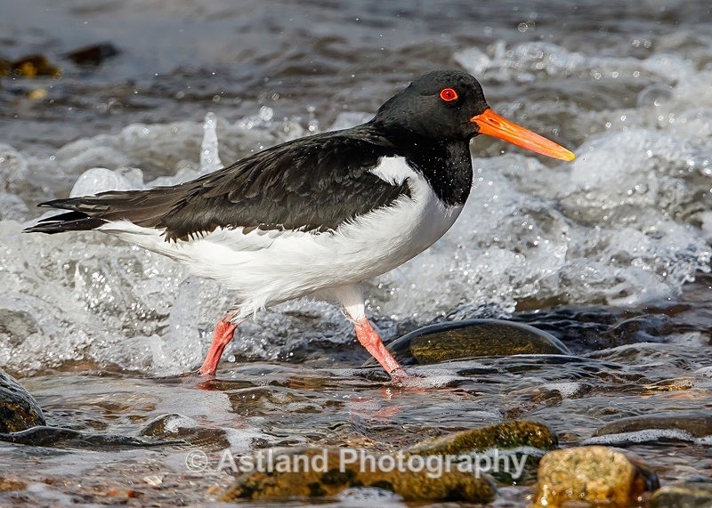Astland Photography, Bird and Wildlife Images, Susan and Peter Wilson, U.K.