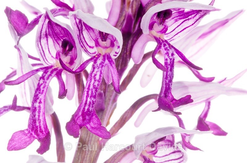  - WB: Orchids - Orchis