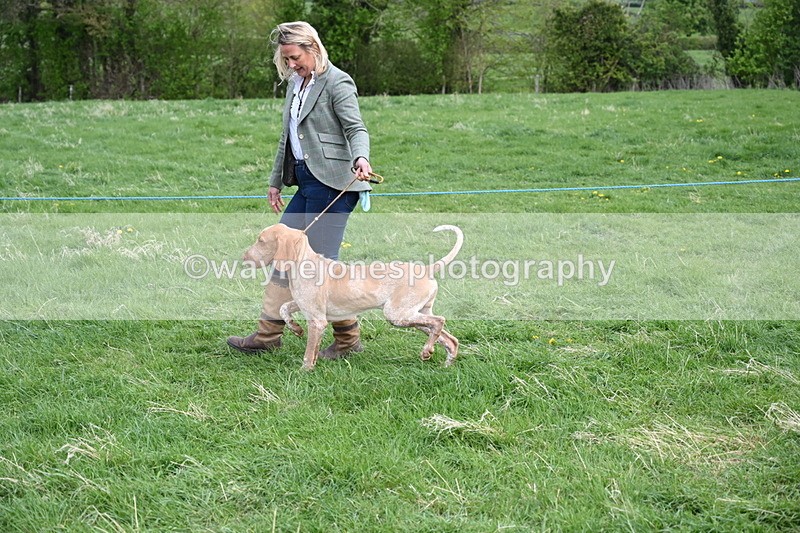 WJ6_8087 - Class 2 Best Pedigree