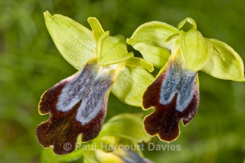 Ophrys fusca (lucifera) - Orchids - Ophrys