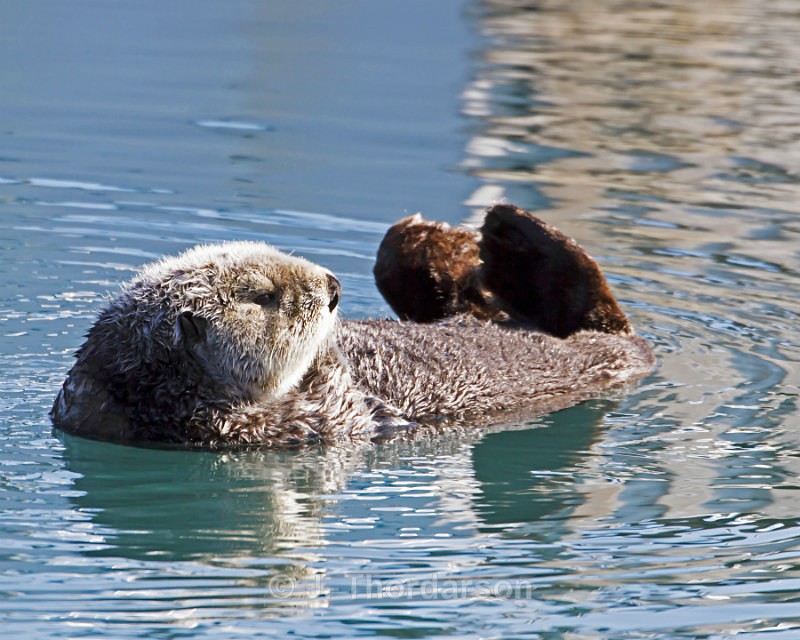  - Sea Otters
