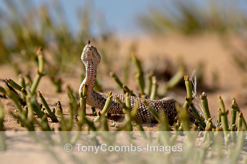 Peringuey's Adder - The Namib Desert