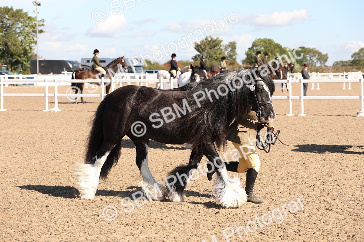 SBM_12927 - Class 206 - IH Non Show Type Pony
