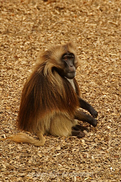 Gelada Baboon - Primates
