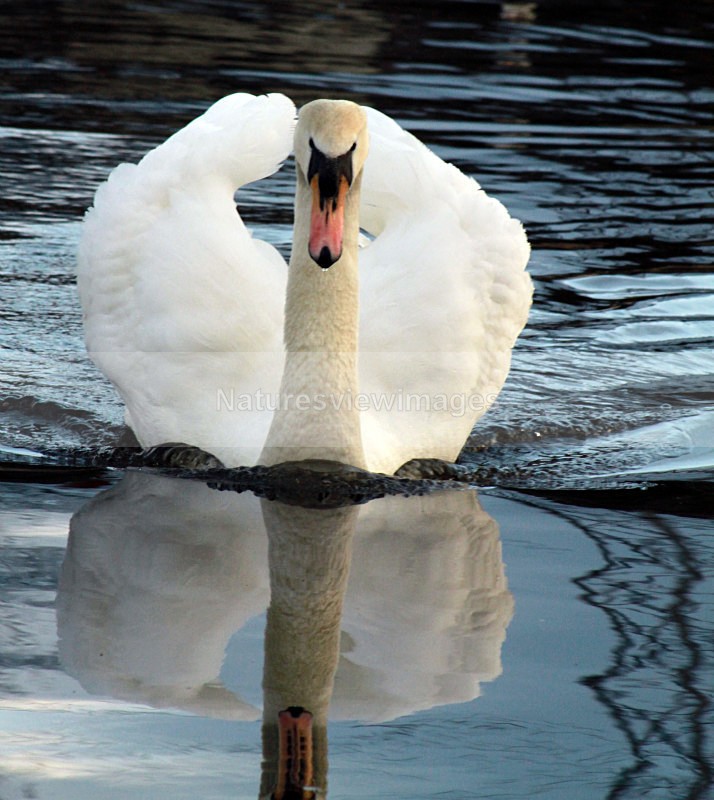 Nelson Swan1 - Wildlife