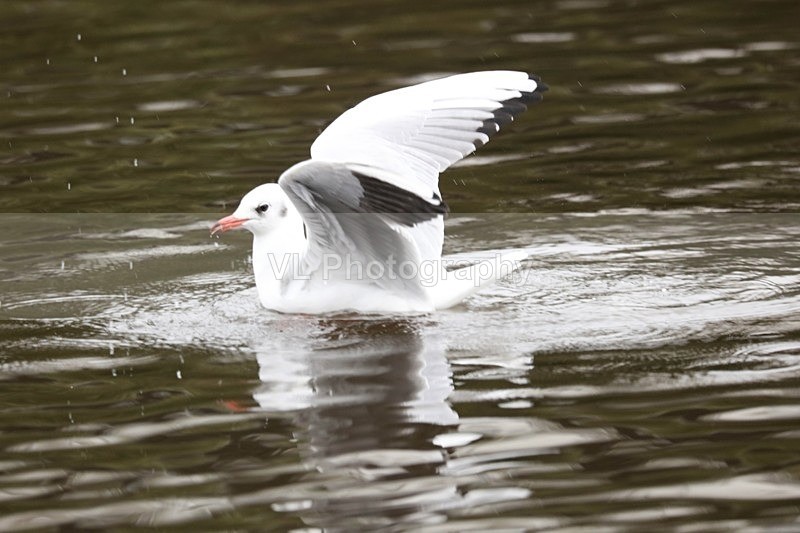 Gull - Animals and Birds