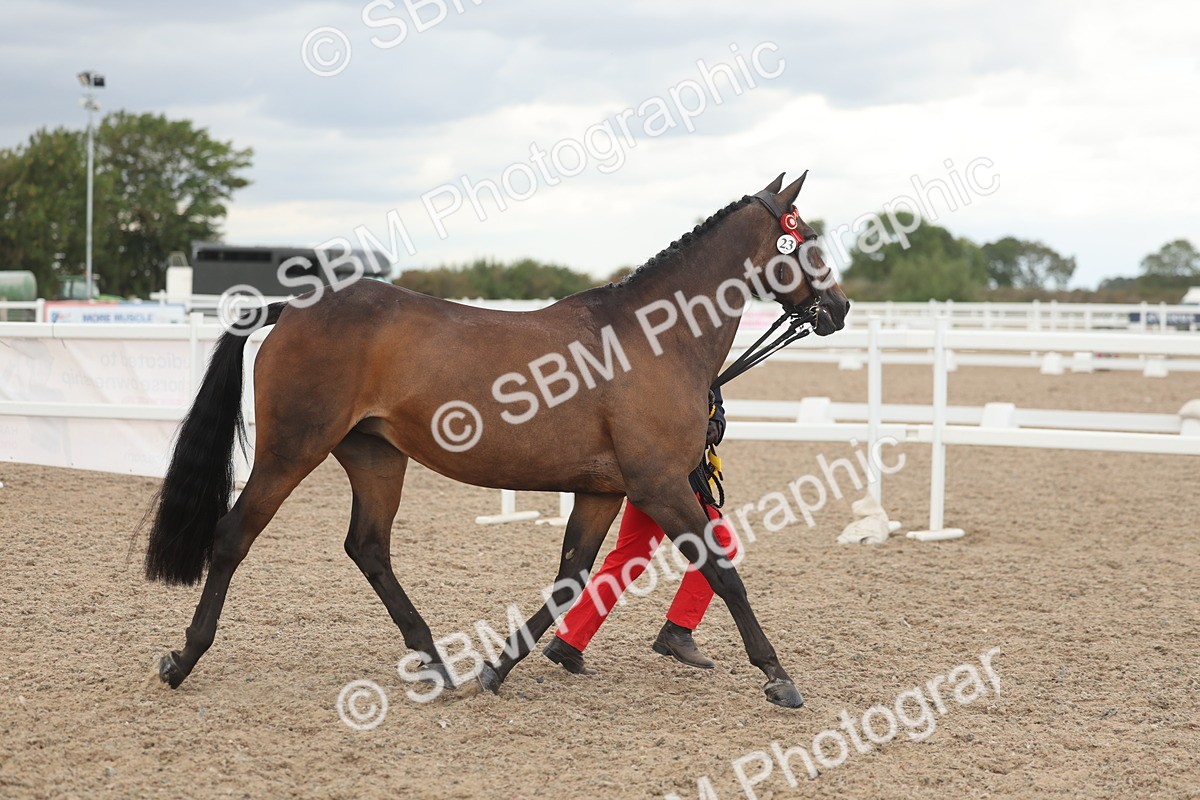 SBM_06943 - Class 25 - IH Foreign Breeds - Purebred