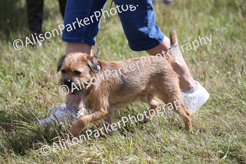 20260906-3385 - Class 33 - Pure Breed