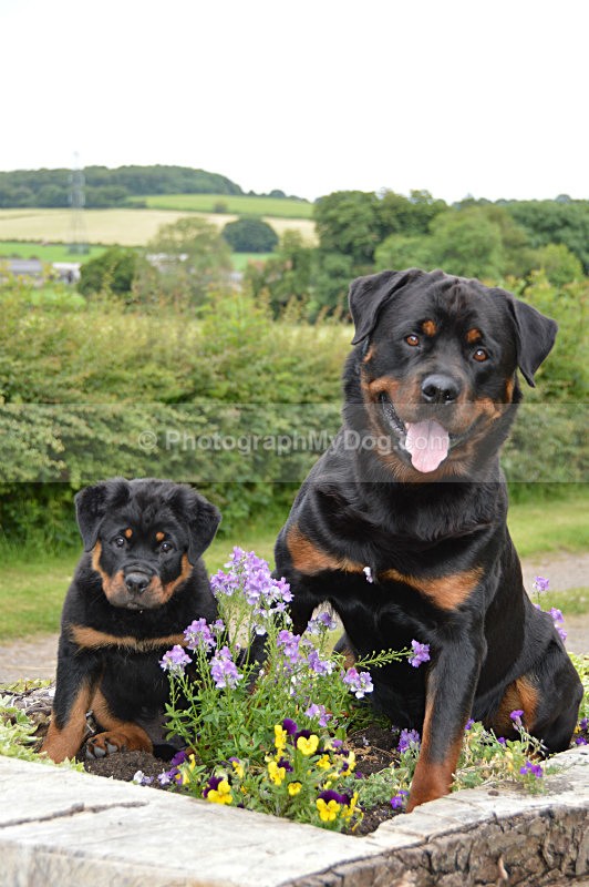  - Rottweilers