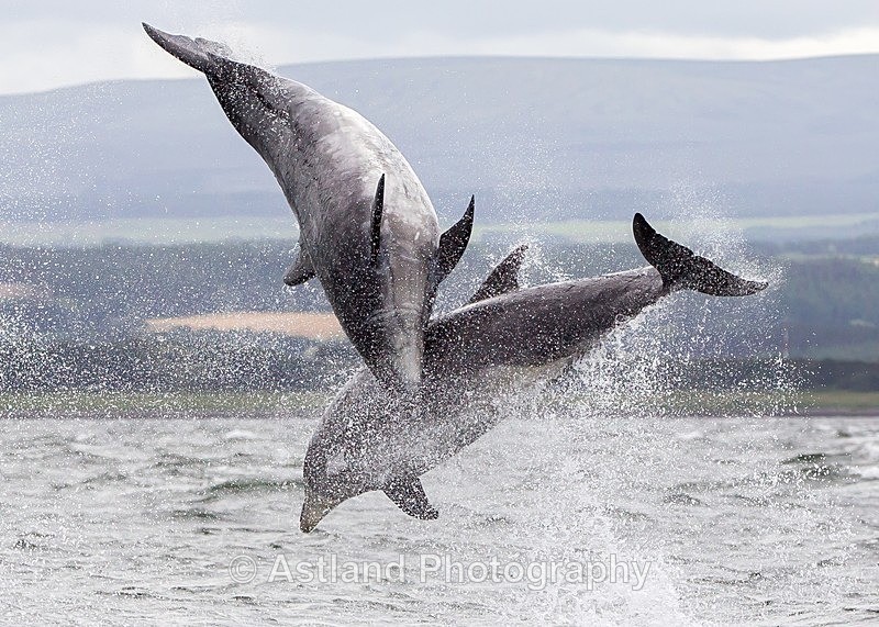 Astland Photography, Bird and Wildlife Images, Susan and Peter Wilson, U.K.