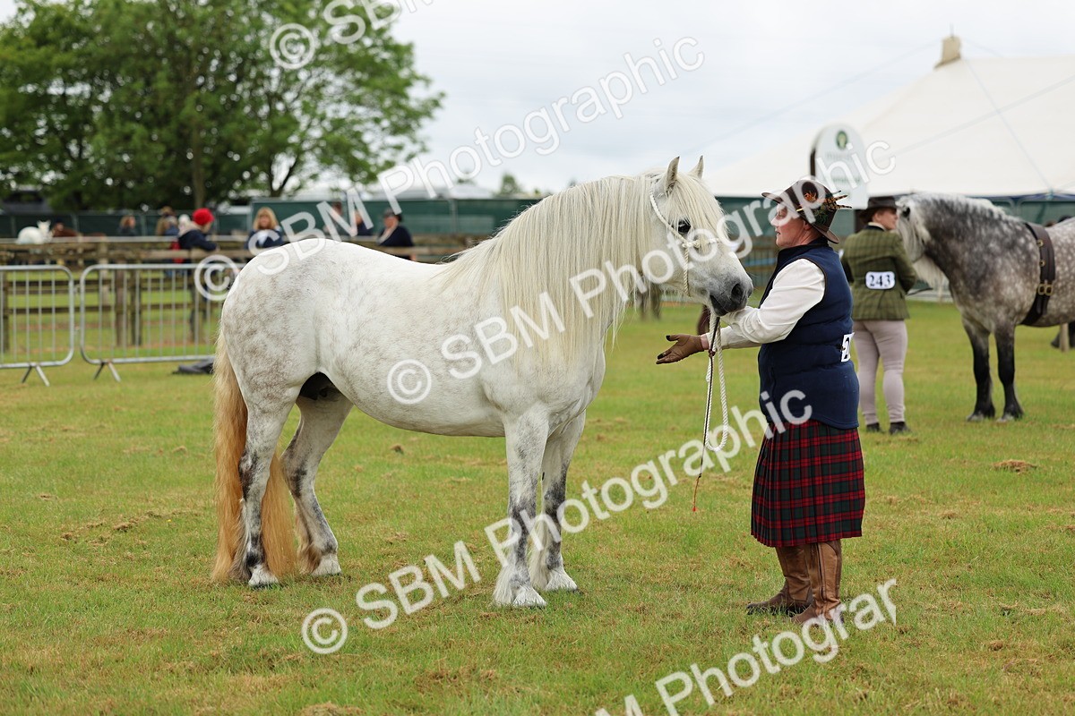SBM_00530 - Class 58-67 - M&M Non Welsh Pony In hand