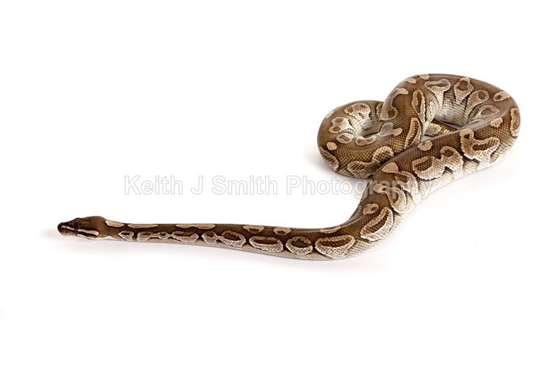 2SKJ8961 - Roaming Reptile Show. II