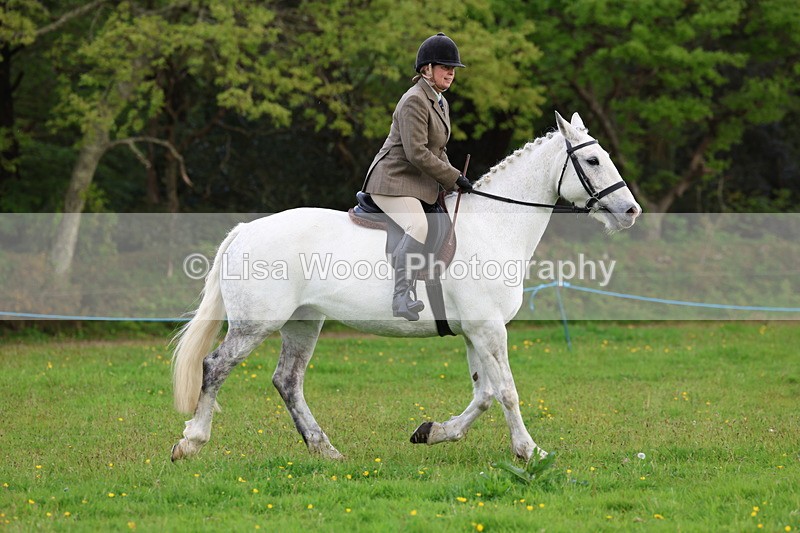 3E7A2566 - Classes 30 and 31: 80cm Working Hunter