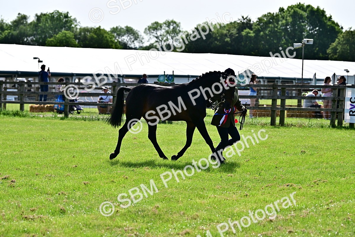 SBM_01121 - Class 46-49 - Arab and Part Bed-Anglo Arab In Hand