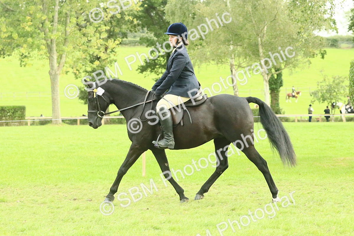 SBM_74100 - S 61 - Show Pony & Show Hunter Pony Ridden