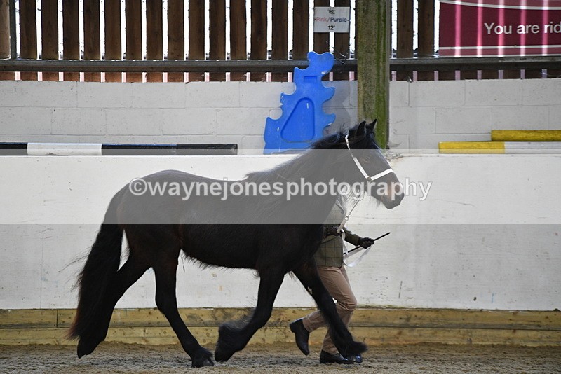 WJ5_3496 - Class 1 Youngstock