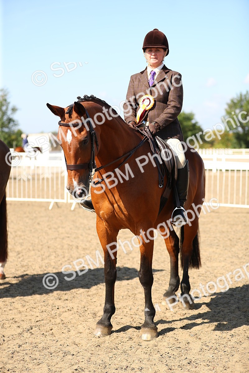 SBM_02380 - Class 43 Ridden Competition Horse/Pony