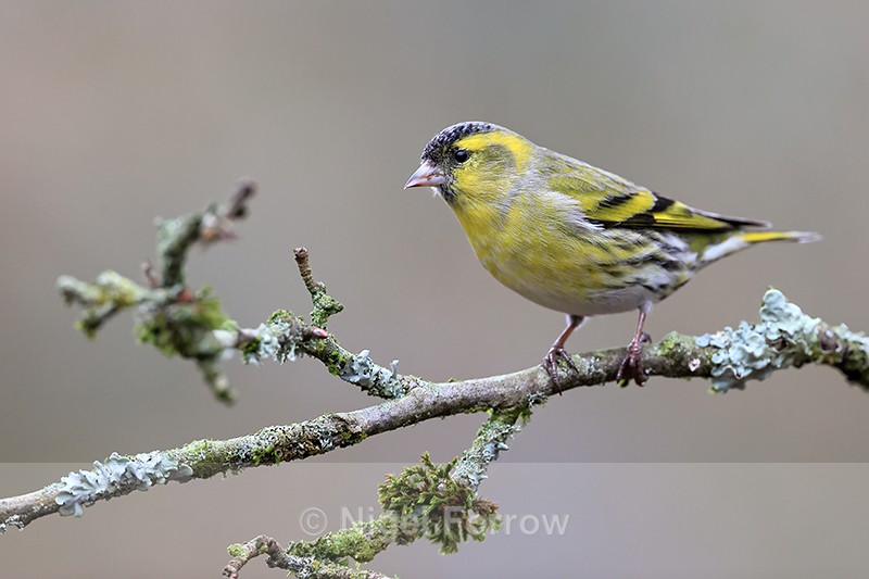 Eurasian Siskin (male), Otterbourne, Hampshire - Siskin