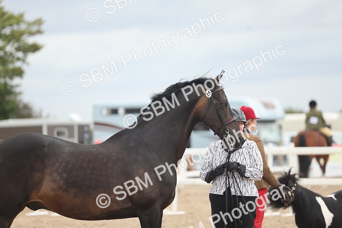 SBM_19309 - Class 317 - IH Pure Bred Horse-Pony